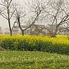 张正忠田园风光采风－田野